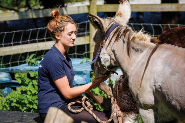 Animal Care Assistant, Tamar Valley Donkey Park